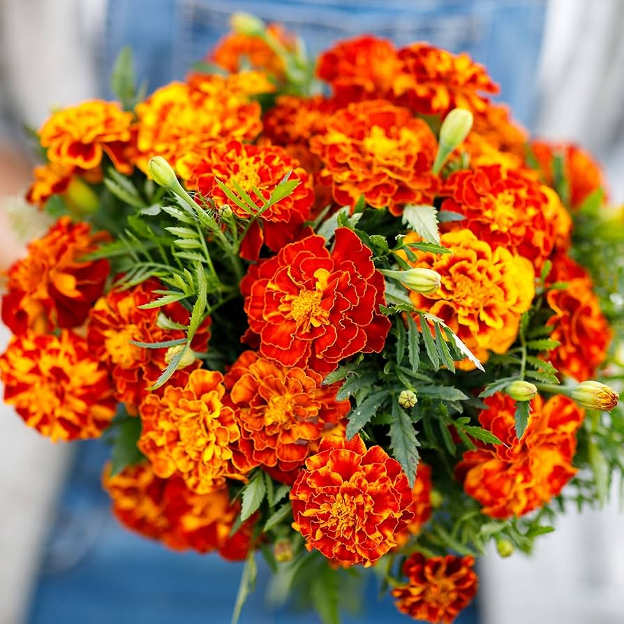 マリーゴールド Sparky French Marigold 200 Seeds Cut Flowers Bouquets Seeds